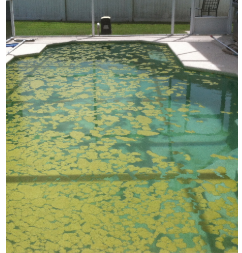 How to quickly clean a green swimming pool