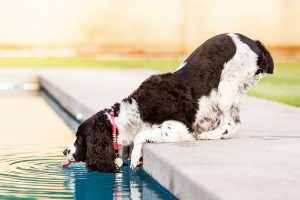 Dog Drinking from Pool