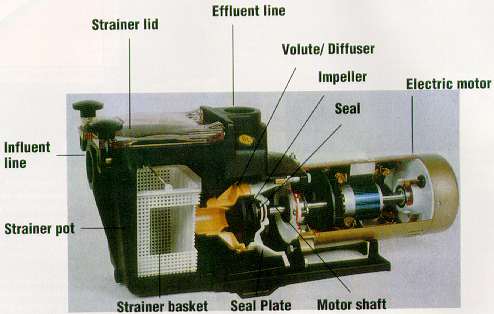 swimming pool pump motor