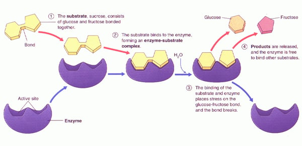 enzyme