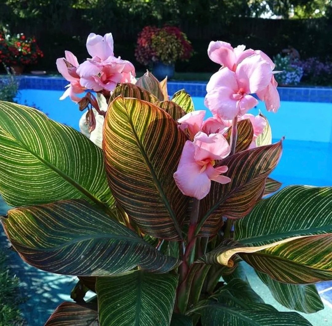 Tropical-sunburst-pink-canna