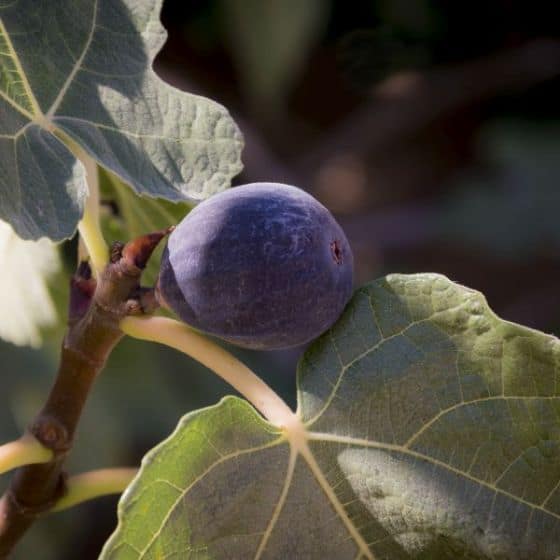 chicago-hardy-fig-tree