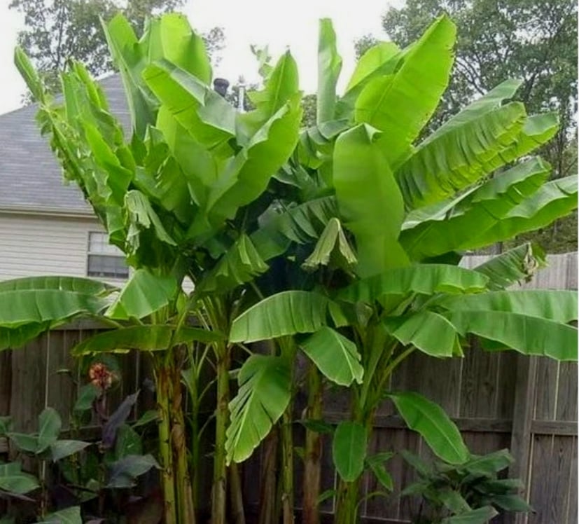 hardy-banana-tree