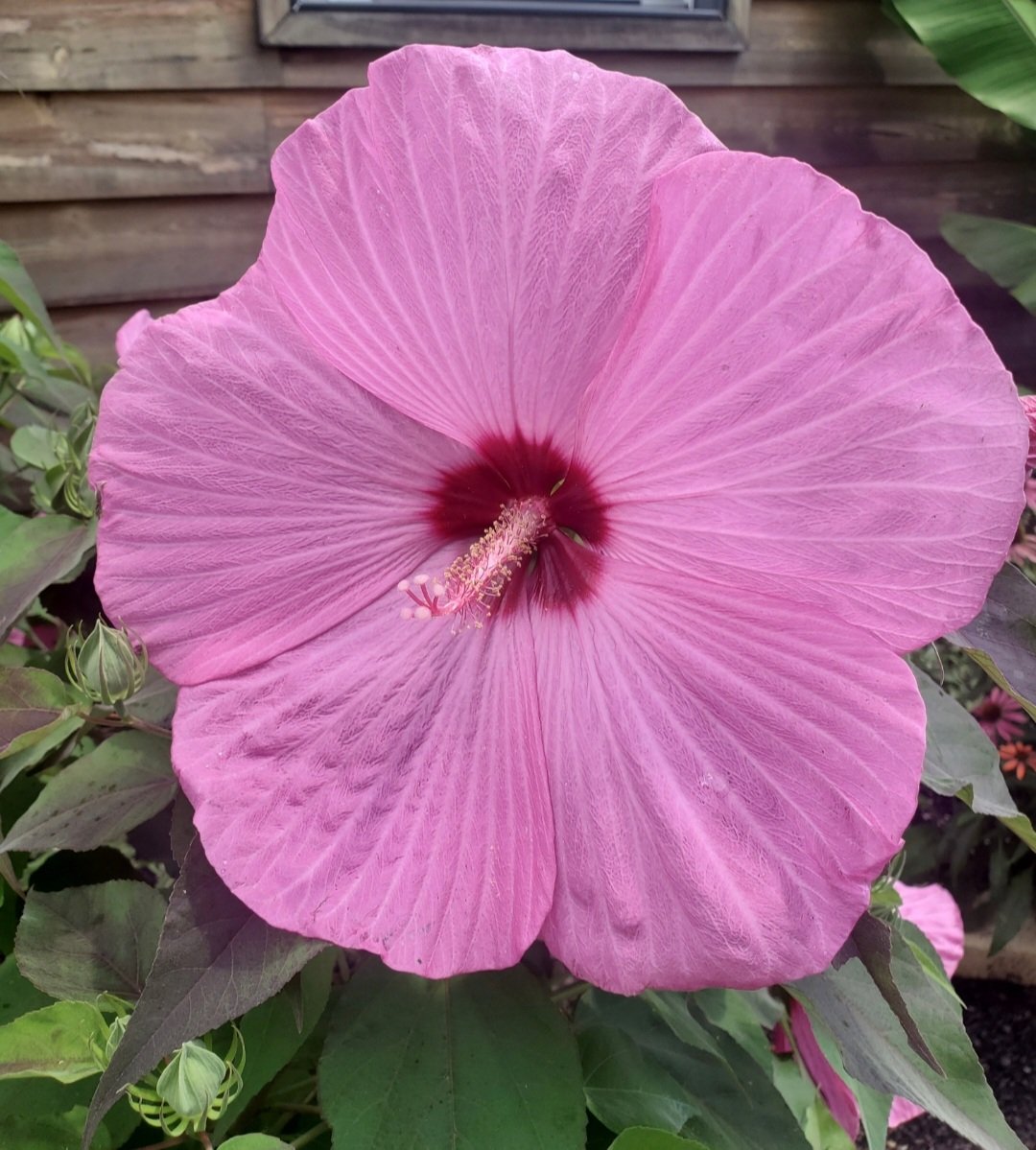 hardy-dinnerplate-hibiscus-pink