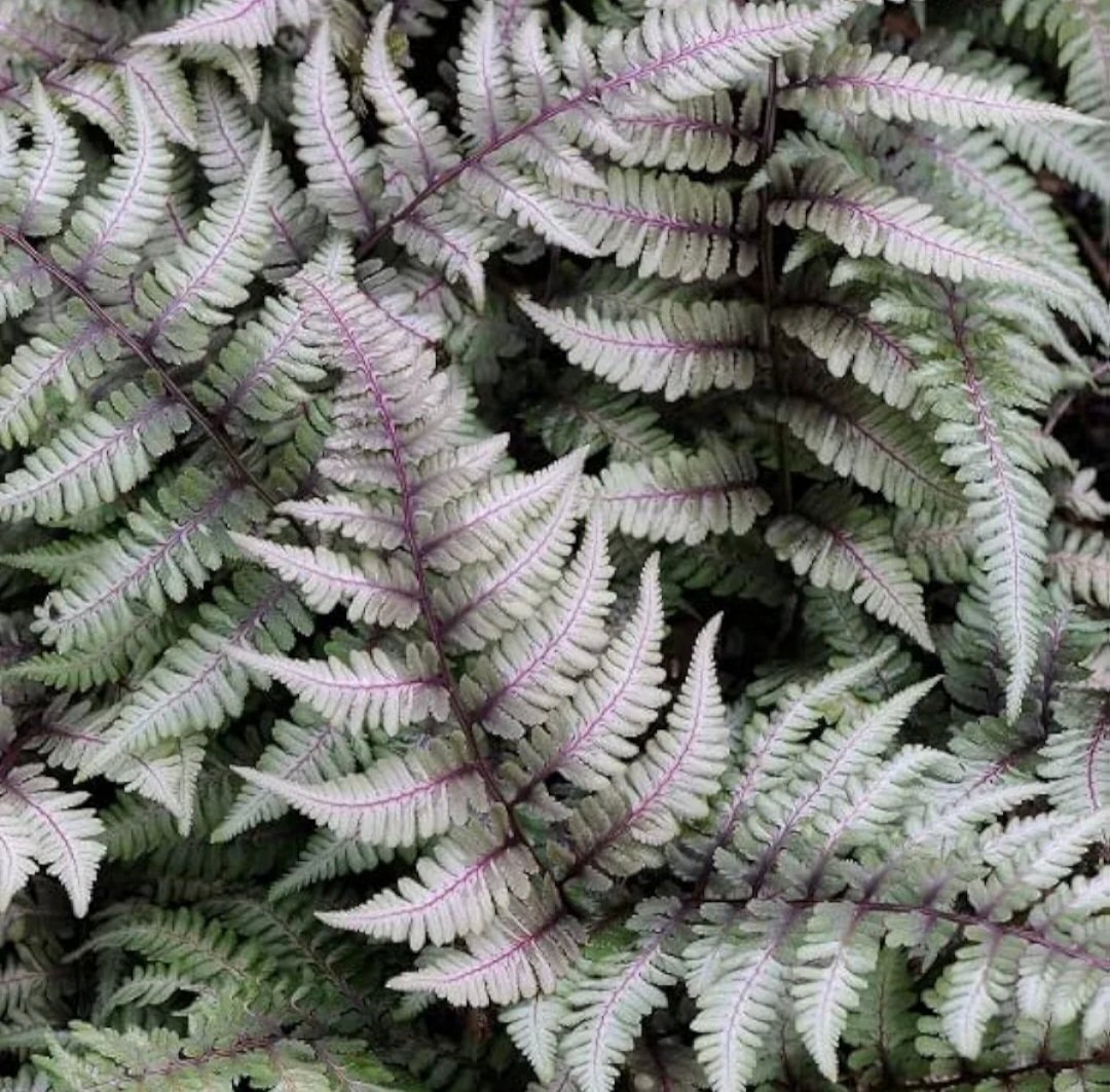 hardy-japanese-fern