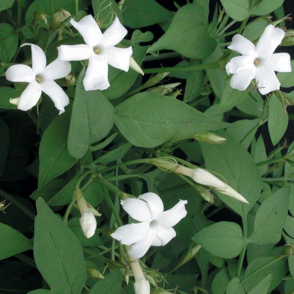 hardy-jasmine-jasminum-officinale