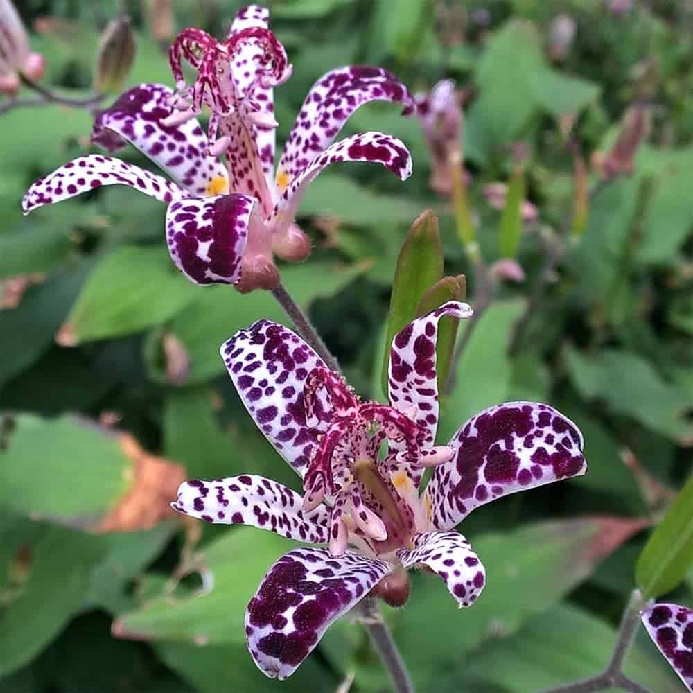 raspberry-mousse-toad-lily